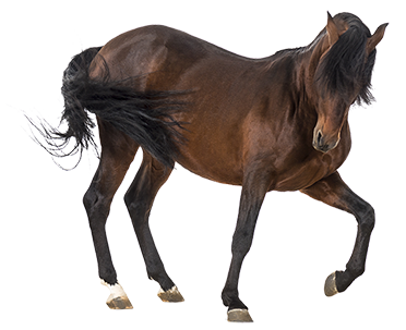 paard-boos_kleiner-phone